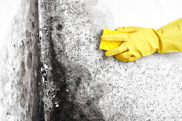 Best Industrial Mold Remediation in Petersburg, VA