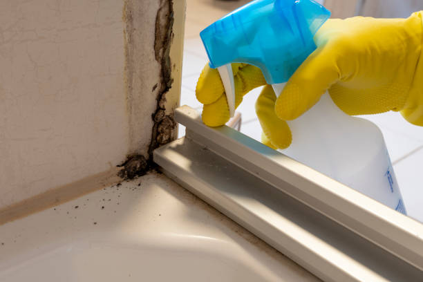 Best Post-Flood Mold Remediation in Petersburg, VA