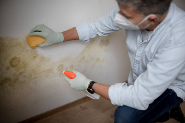 Best Mold Remediation for Specific Building Types in Petersburg, VA