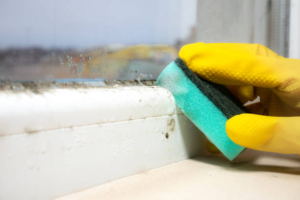 Best Basement Mold Remediation in Petersburg, VA
