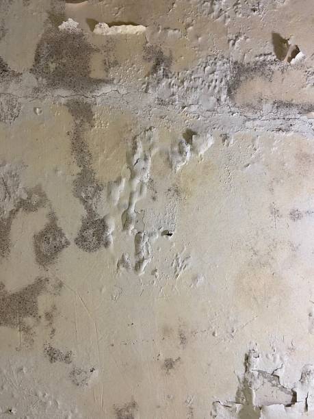 Best Preventive Mold Services in Petersburg, VA