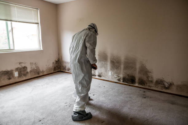 Best Attic Mold Remediation in Petersburg, VA