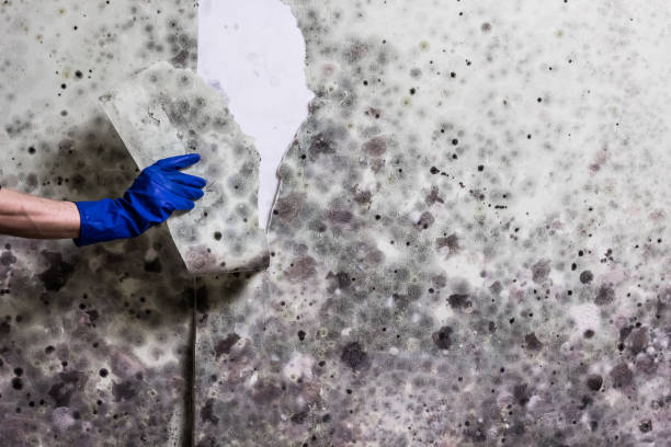  Petersburg, VA Mold Removal Pros